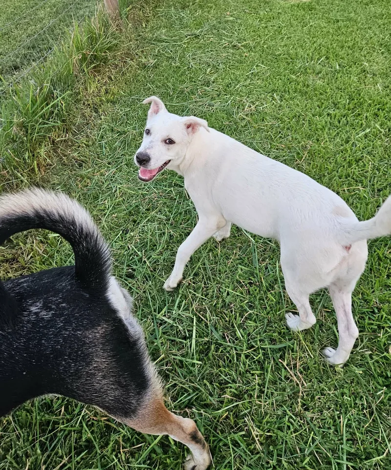 Callaway aka Cali thumbnail 2
