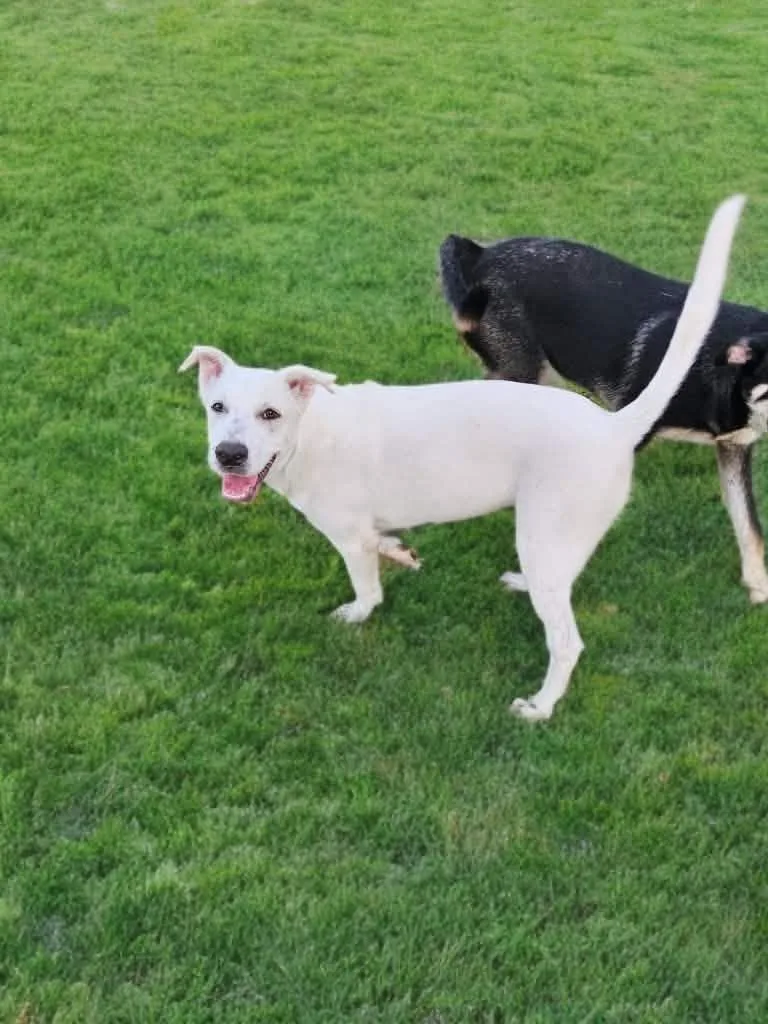 Callaway aka Cali thumbnail 3