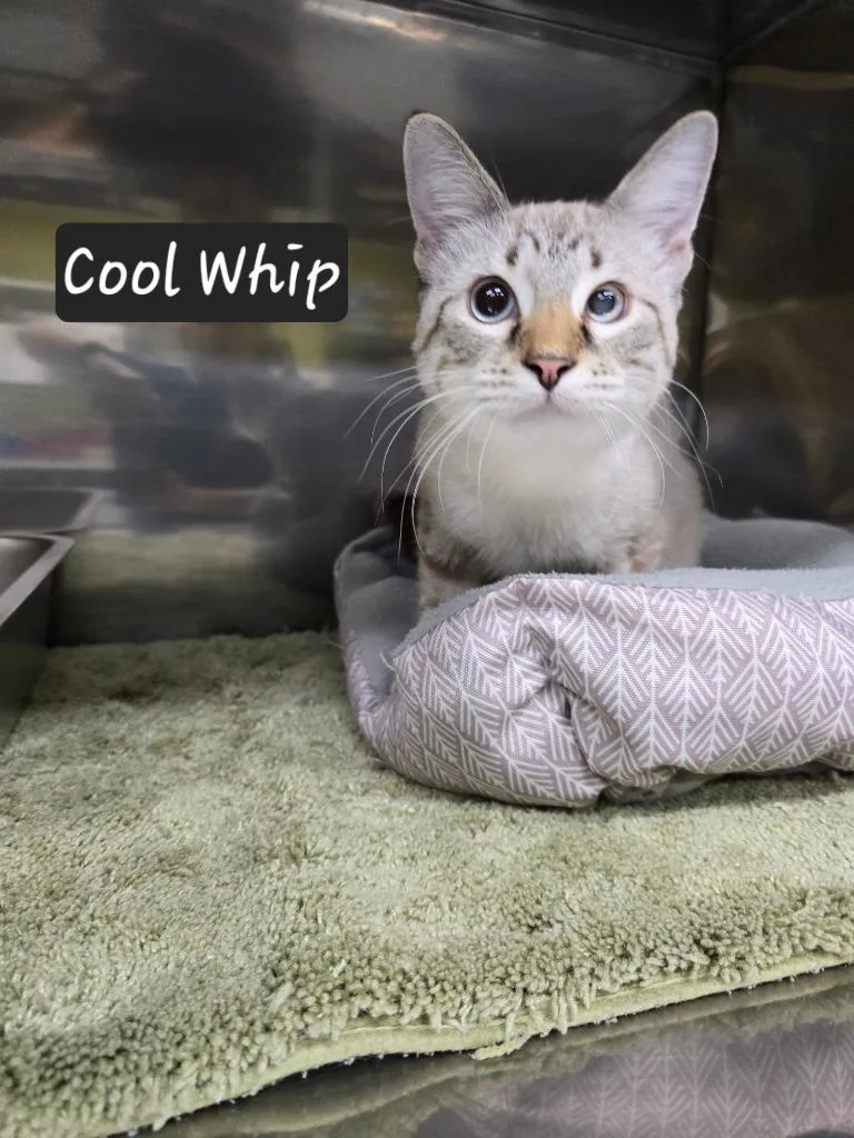 Cool Whip