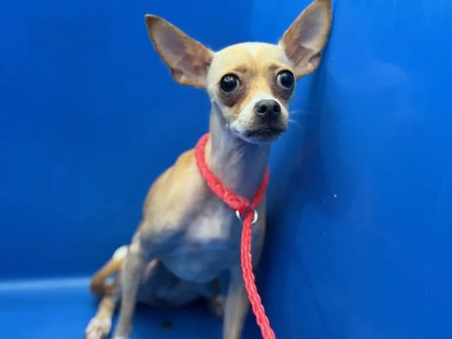 A young small-sized female Mixed Breed dog named Guerra for adoption in Dallas, TX