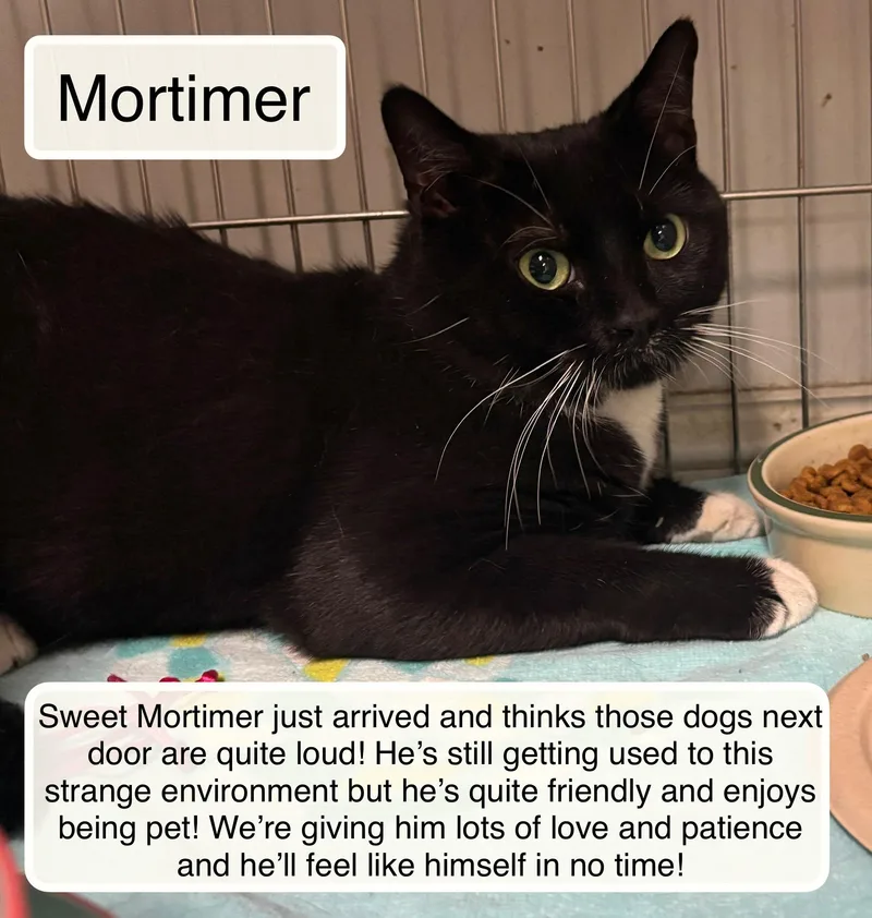 Mortimer