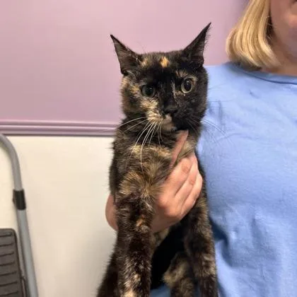 An adult medium-sized female Domestic Short Hair cat named Maple for adoption in Kansas City, MO