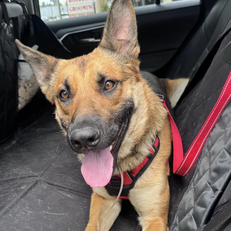 An adult small-sized male Yellow / Tan / Blond / Fawn German Shepherd Dog named Chip for adoption in Castle Pines, CO