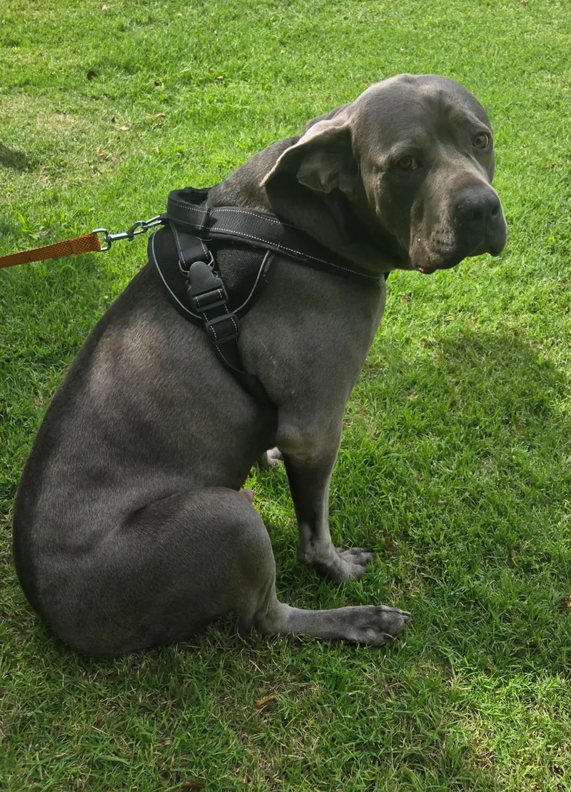 An adult extra large-sized male Cane Corso dog named Kane for adoption in Milwaukee, WI