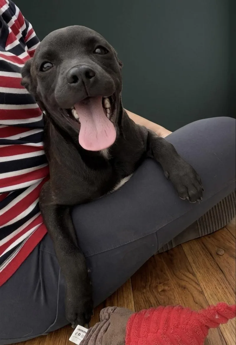 A young small-sized male Black Chihuahua dog named Jack for adoption in stockton, CA
