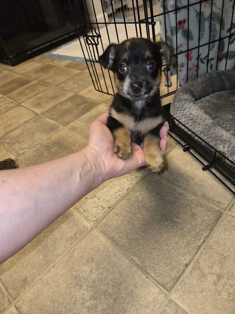 A young small-sized female Dachshund dog named Coral Reef for adoption in Pomfret Center, CT