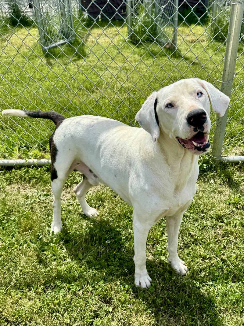 An adult large-sized male White / Cream Catahoula Leopard Dog dog named Tickly for adoption in St. Joseph, MI