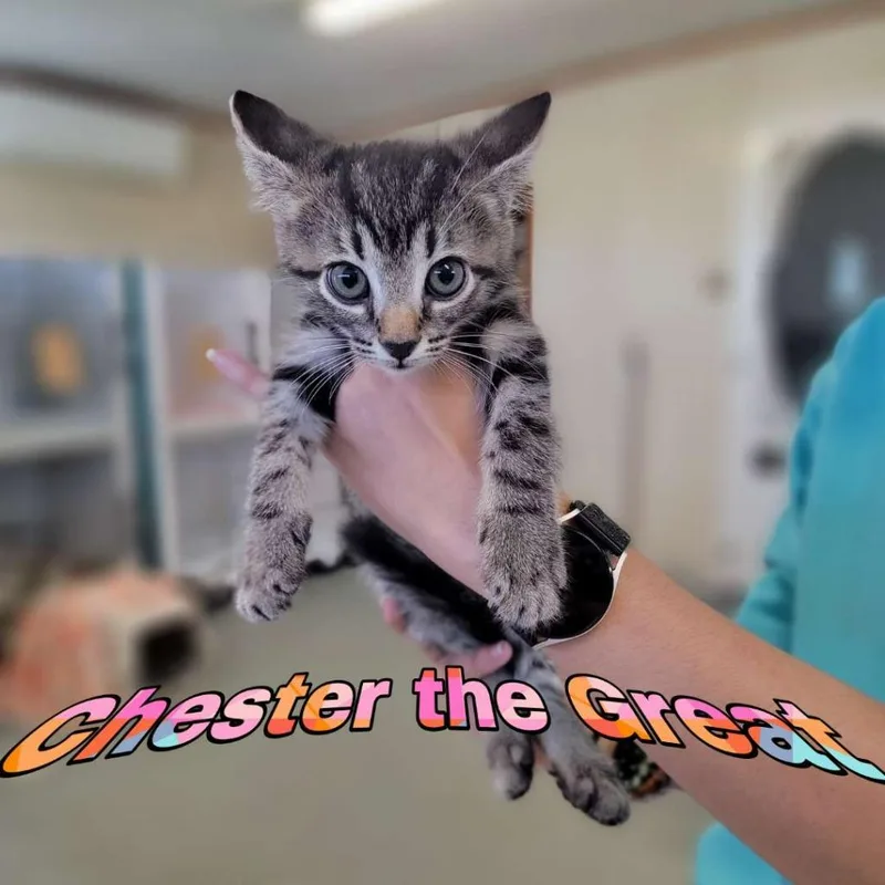 A baby small-sized male Domestic Short Hair cat named Chester the Great "Cheese for adoption in Hillsboro, OH