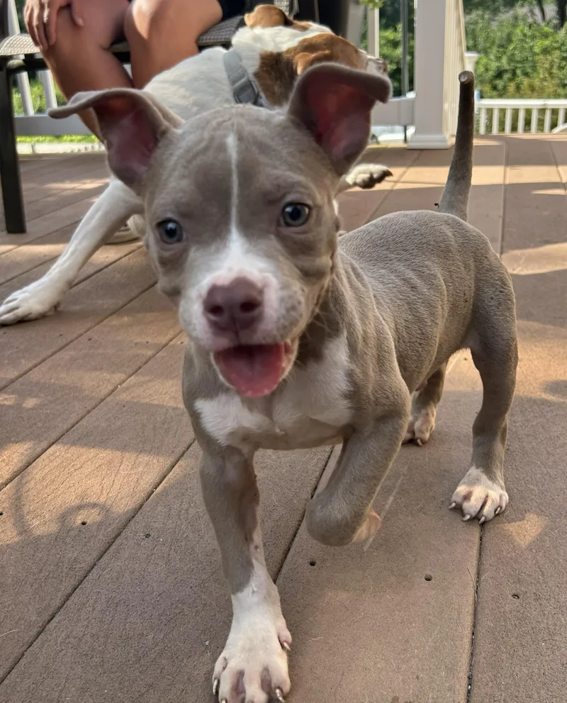 Goose