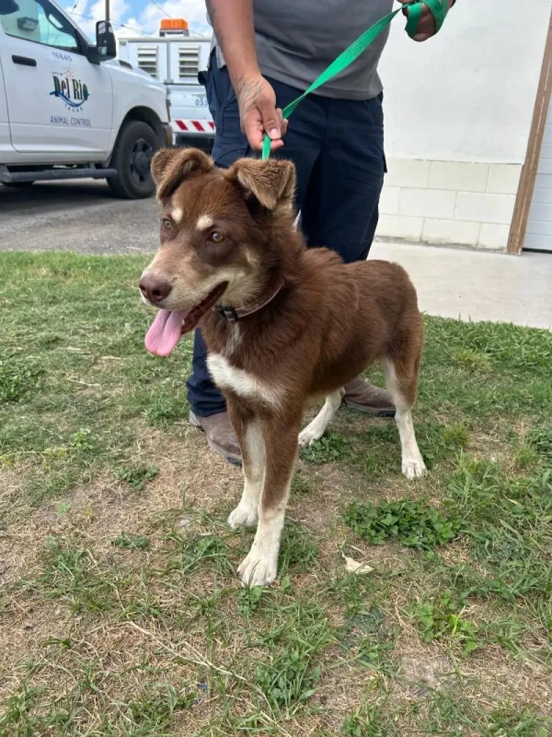 A young medium-sized female Red / Chestnut / Orange Husky dog named Renevere for adoption in Fort Collins, CO