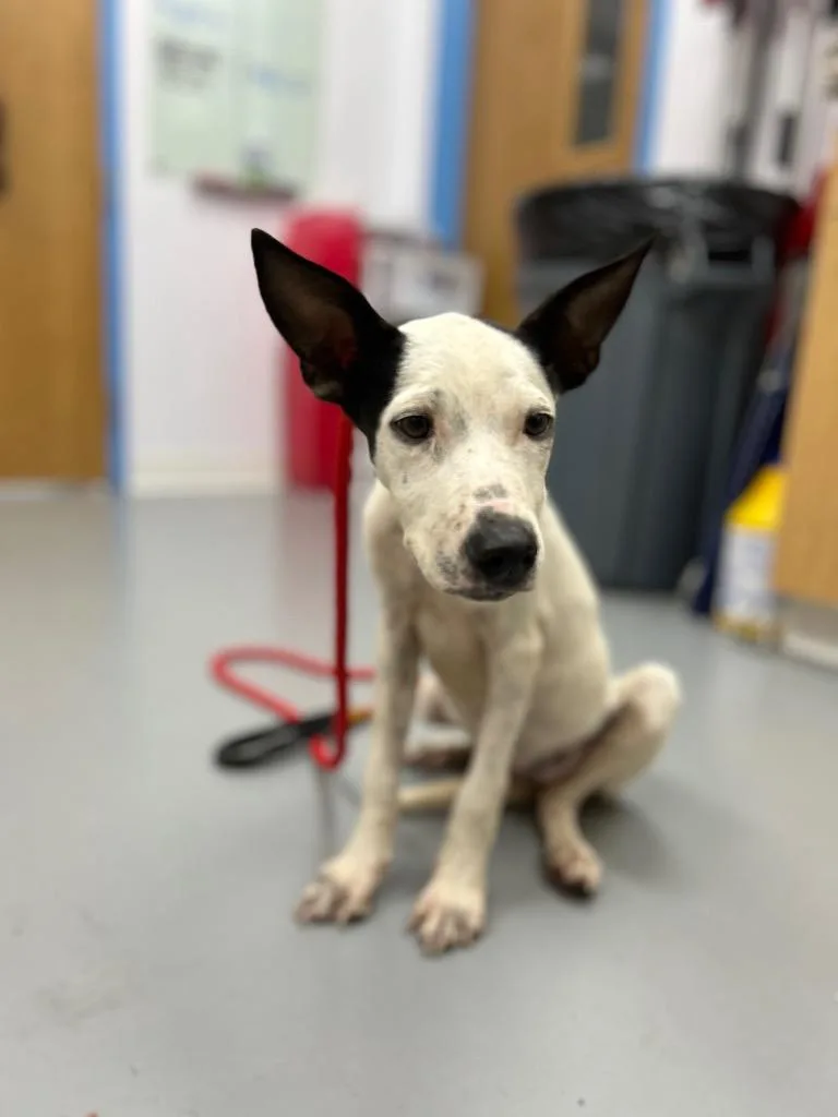 A young medium-sized female Terrier dog named Orca for adoption in Hartsville, SC