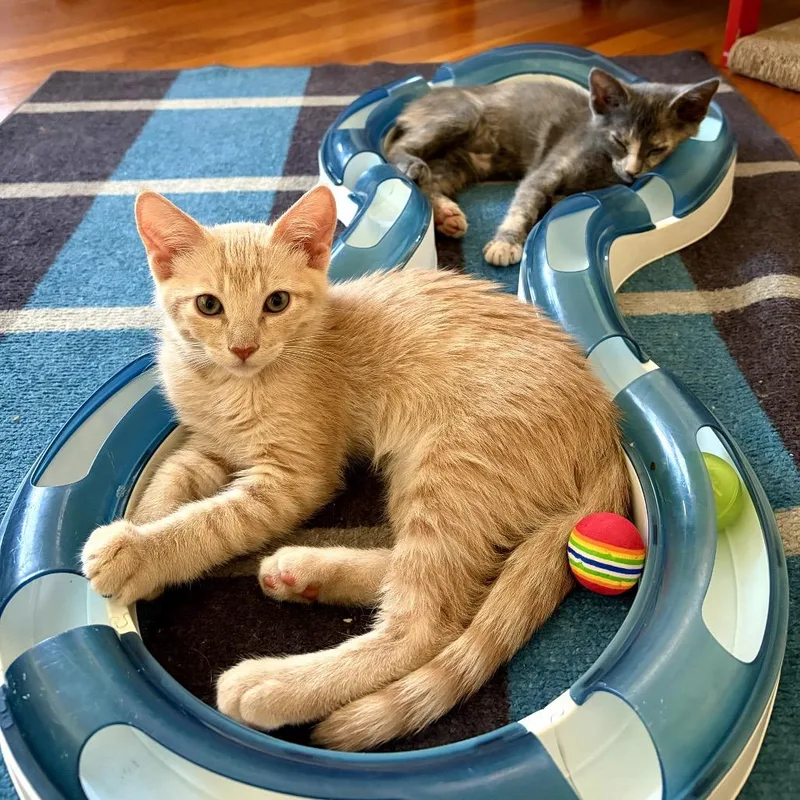A baby small-sized male Buff / Tan / Fawn Domestic Short Hair cat named Jerry for adoption in Long Beach, CA