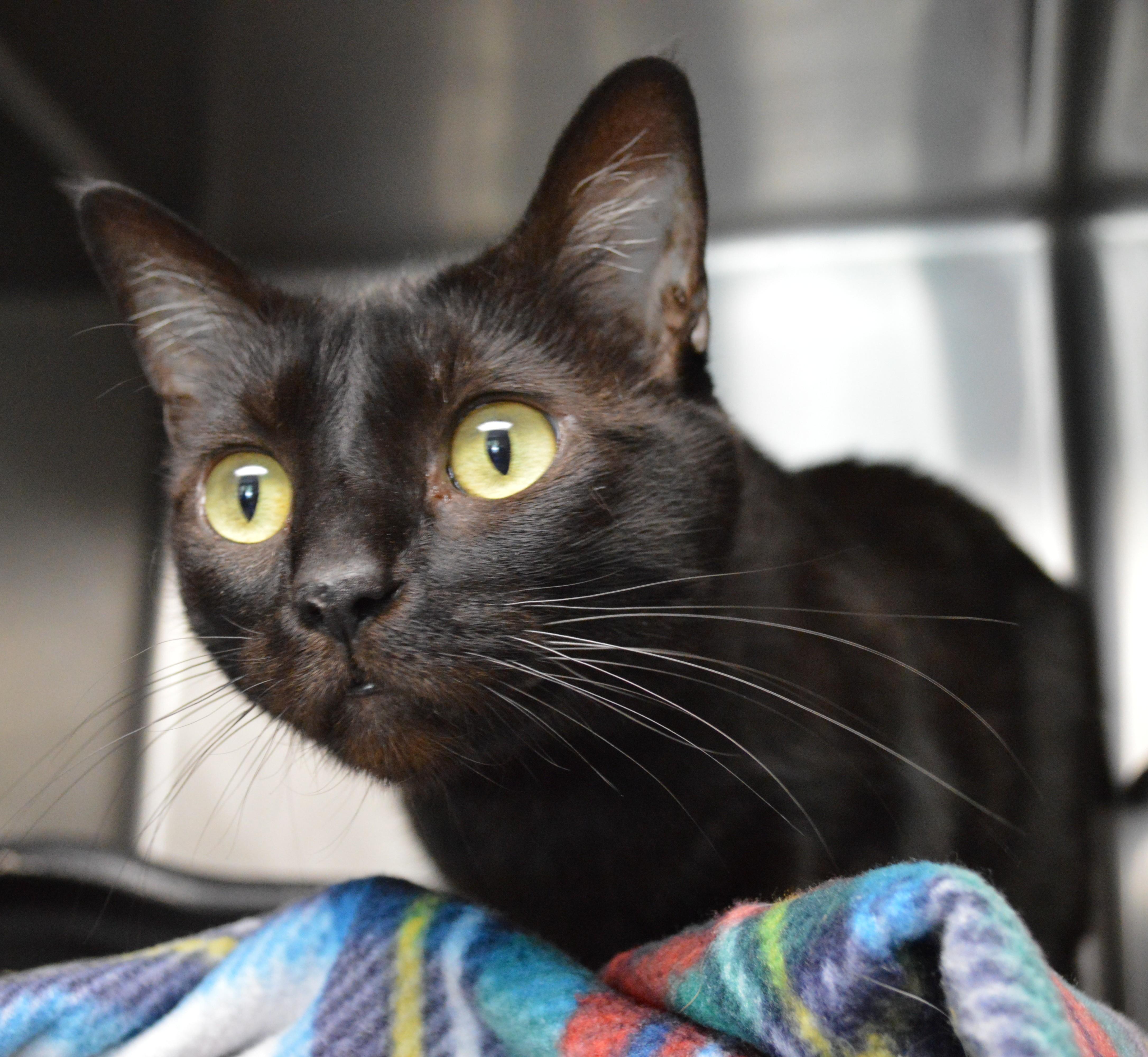 An adult large-sized female Domestic Short Hair cat named Freya for adoption in House Springs, MO