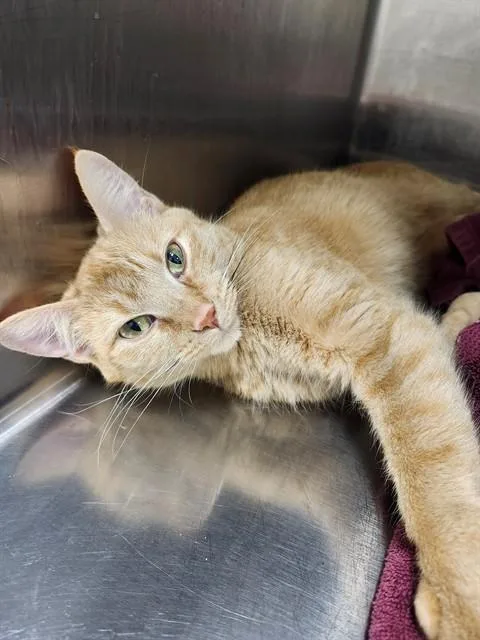 An adult medium-sized female Domestic Short Hair cat named Lilly for adoption in Saint Peters, MO