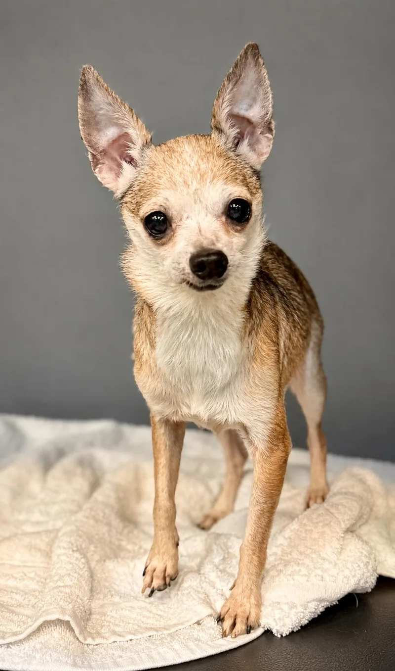 A senior small-sized male Yellow / Tan / Blond / Fawn Chihuahua dog named Todd for adoption in Boca Raton, FL