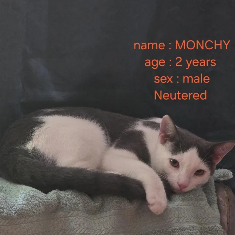 An adult medium-sized male White Domestic Short Hair cat named Monchy for adoption in East Hampton, NY