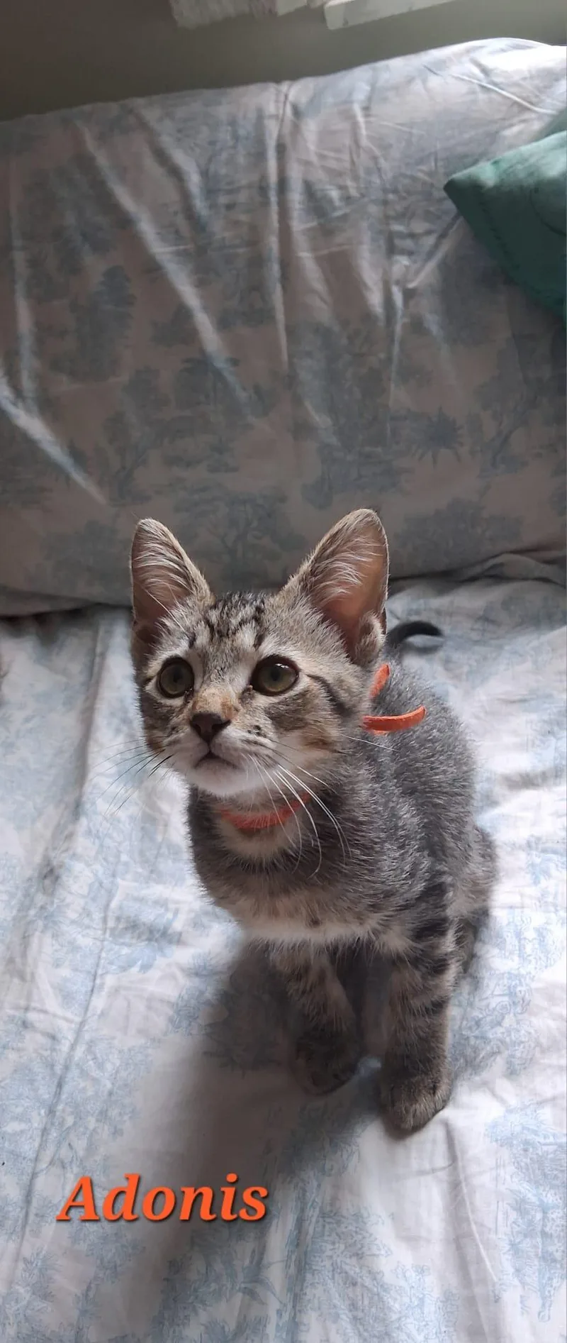 A baby medium-sized male Tabby (Brown / Chocolate) Domestic Short Hair cat named Adonis for adoption in Lauderhill, FL