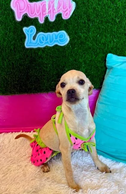 A baby small-sized female Chihuahua dog named Latte for adoption in Visalia, CA