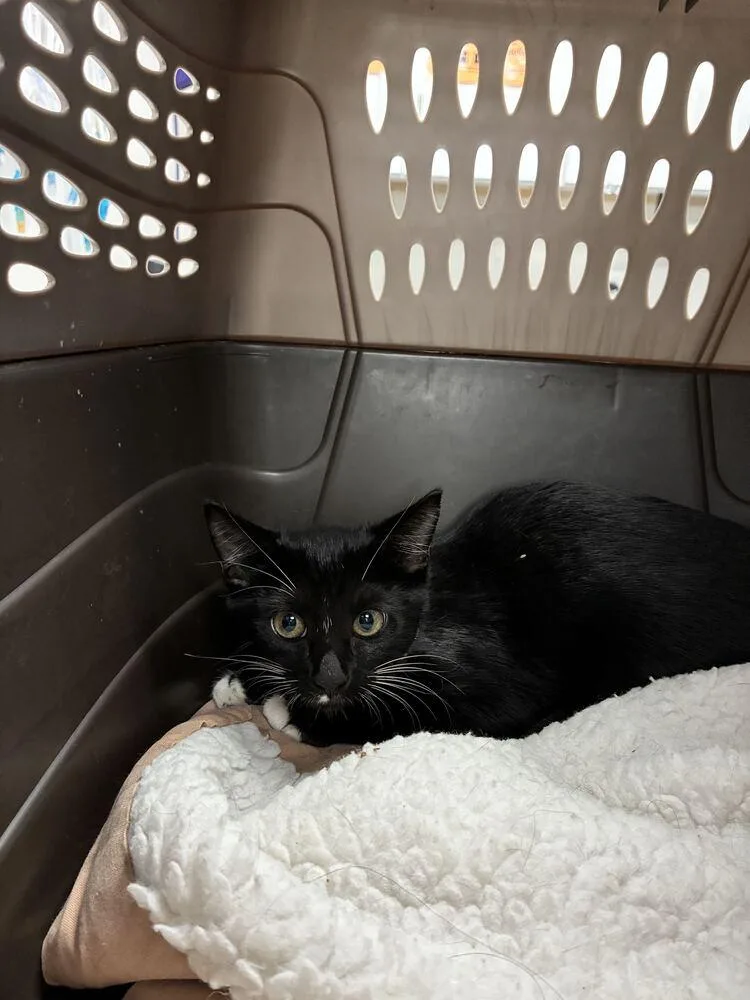 A baby small-sized female Black Domestic Short Hair cat named Supernova for adoption in Marietta, GA