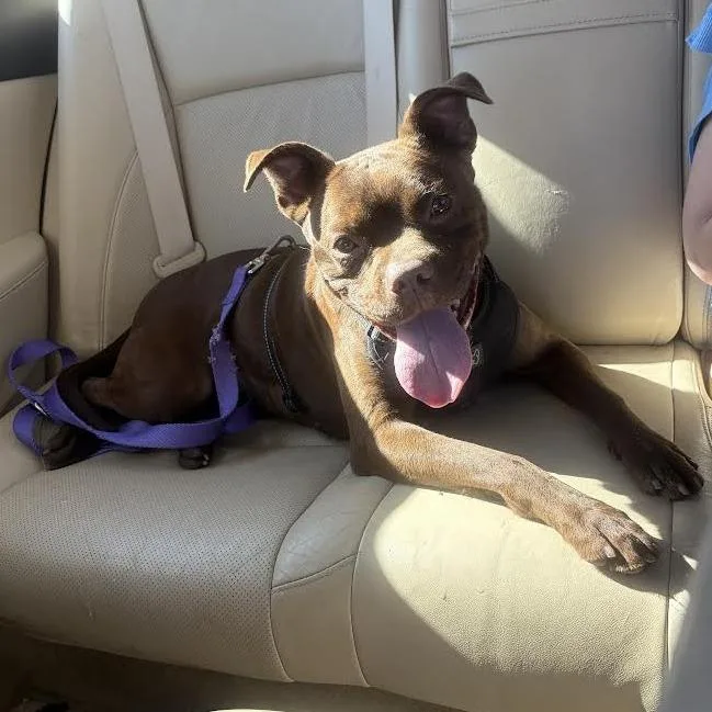 An adult medium-sized female Brown / Chocolate Boxer dog named Mocha for adoption in Manhattan, KS