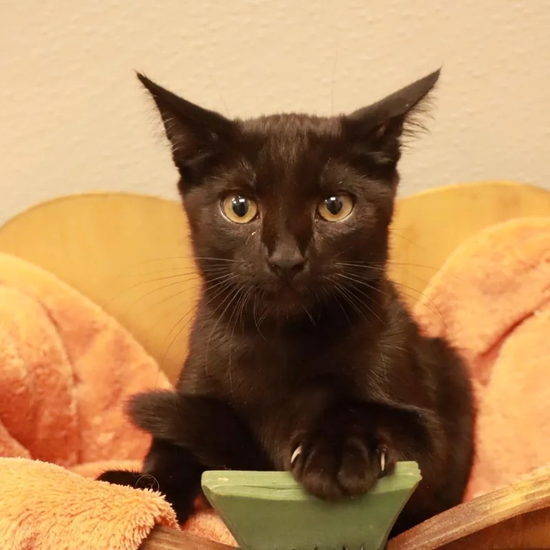 A baby small-sized female Black Domestic Short Hair cat named Green Bean for adoption in Columbiana, AL