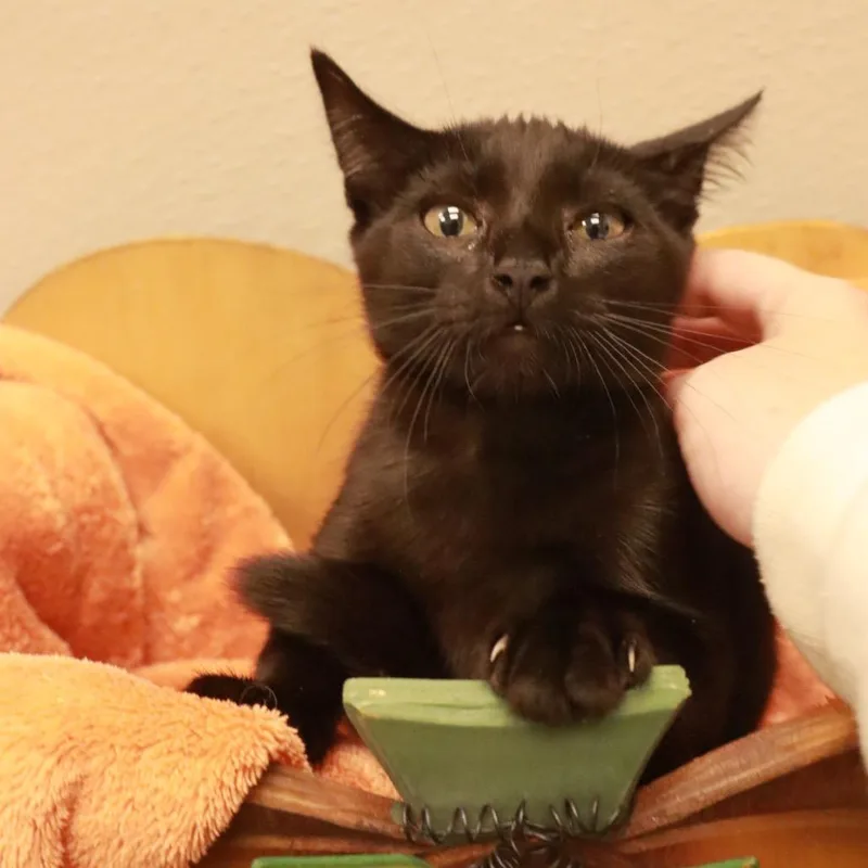 Green Bean thumbnail 2