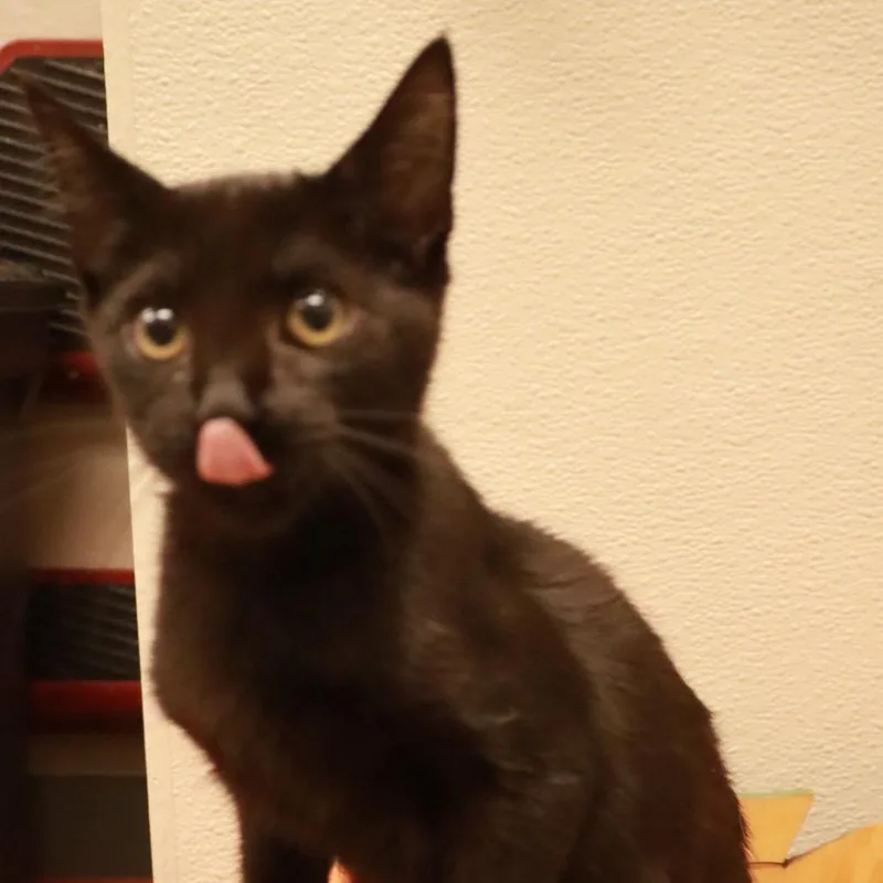 Green Bean thumbnail 4