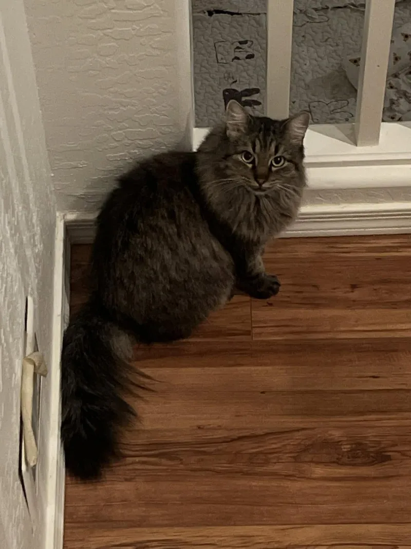 An adult medium-sized female Domestic Long Hair cat named Maggie for adoption in Glendale, AZ