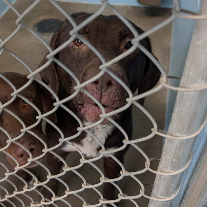 An adult medium-sized female Brown / Chocolate Mixed Breed dog named LaaLaa for adoption in Emporia, KS