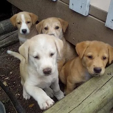 A baby medium-sized female Yellow Labrador Retriever dog named Catriona for adoption in Deerfield, IL