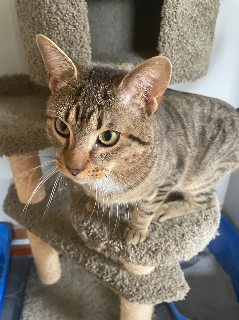 Mr. Beans thumbnail 2