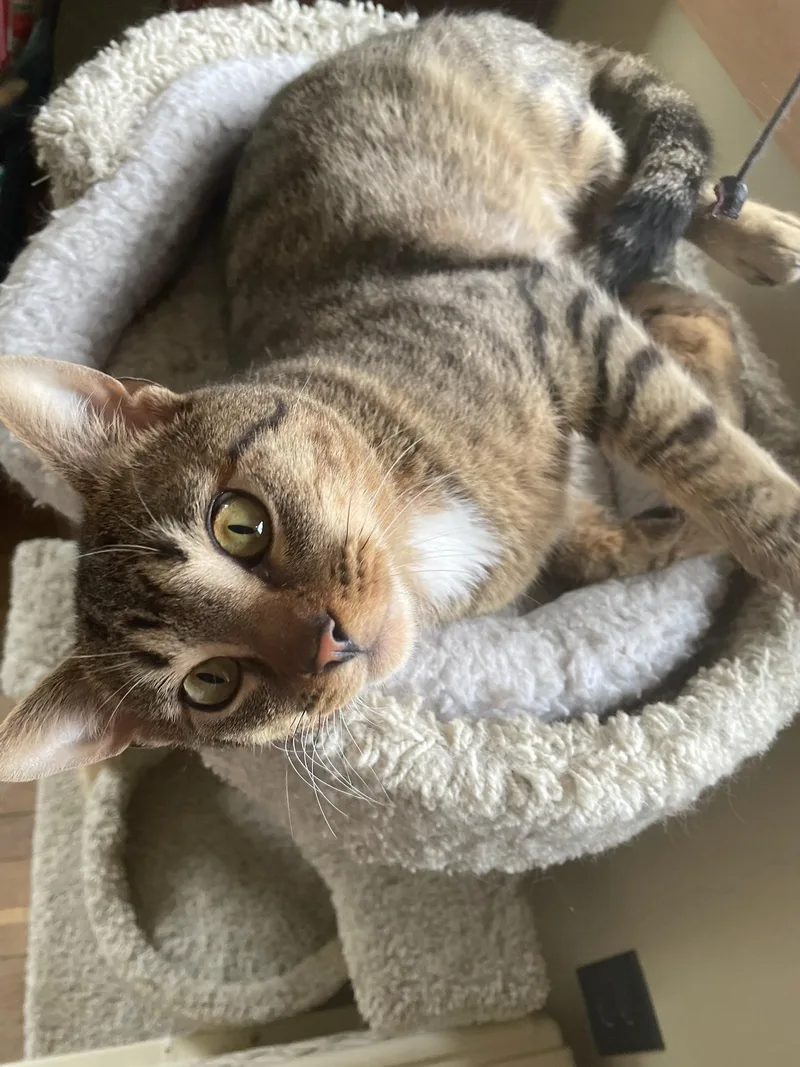 Mr. Beans thumbnail 4