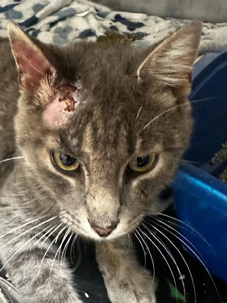 A baby small-sized male Domestic Short Hair cat named Reno for adoption in Elizabethton, TN