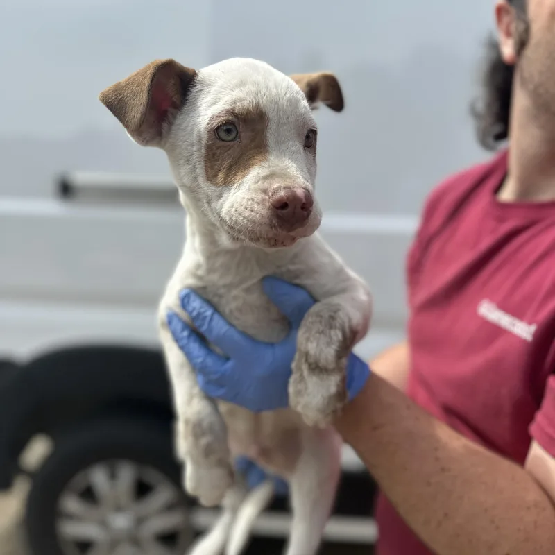 A baby small-sized male Brown / Chocolate Terrier dog named Swamp for adoption in Columbia, SC