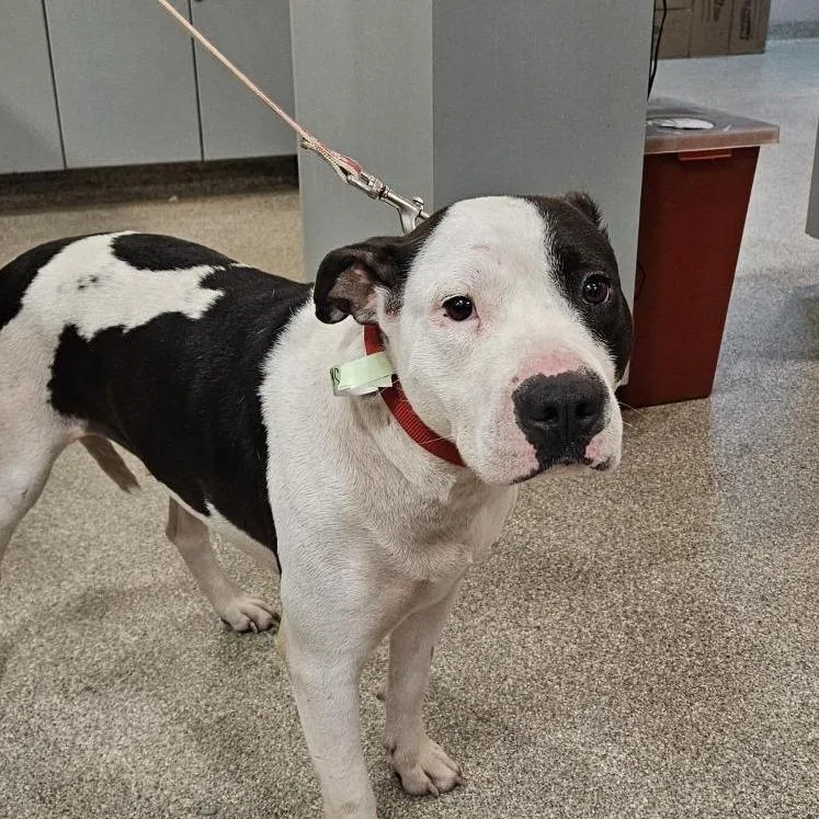 An adult medium-sized female White / Cream Mixed Breed dog named Sheba for adoption in Jacksonville, FL
