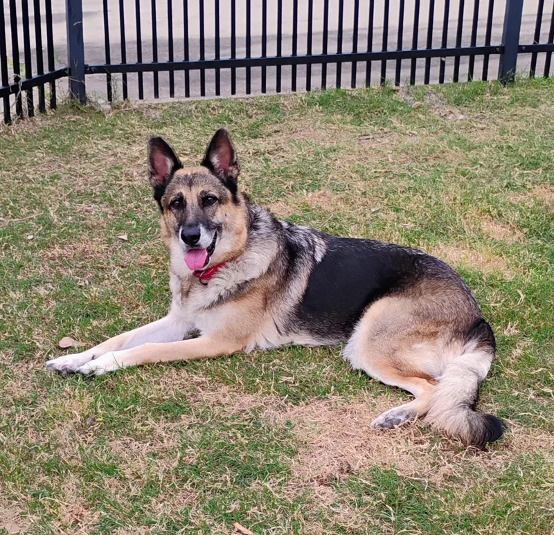 An adult medium-sized female Black German Shepherd Dog dog named Loveable Rylee for adoption in Baytown, TX