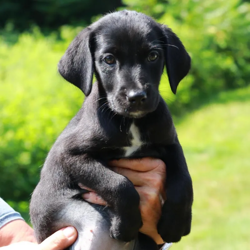 A baby medium-sized female Black Labrador Retriever dog named CT Bumble avail Jul for adoption in Eastford, CT