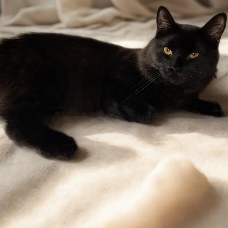 Licorice