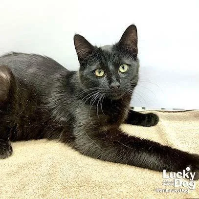 A young medium-sized male Black Domestic Short Hair cat named Ely for adoption in Washington, DC