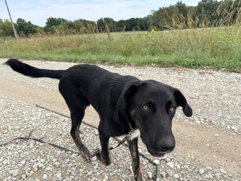 A young large-sized male Flat-Coated Retriever dog named Ralphie for adoption in Green Ridge, MO