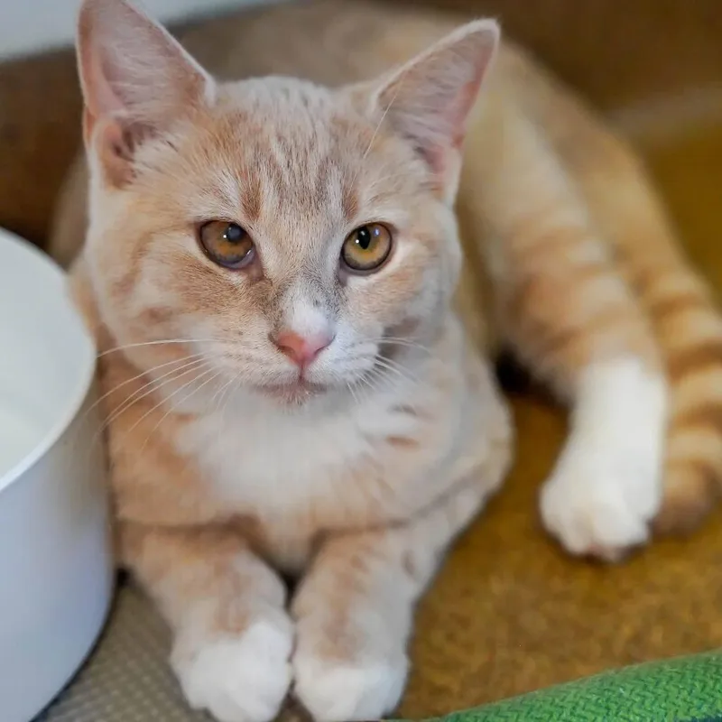 A baby small-sized male Buff / Tan / Fawn Domestic Short Hair cat named Vulture for adoption in Thomaston, ME