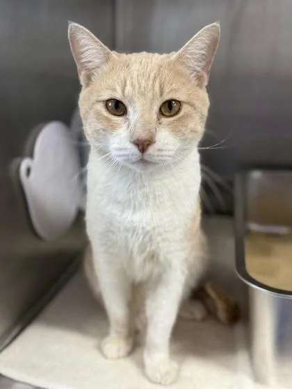 An adult large-sized male Domestic Short Hair cat named Macho for adoption in West Chester, PA