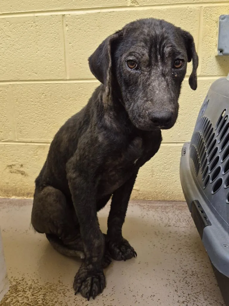 A baby medium-sized female Labrador Retriever dog named Charlotte for adoption in Crossville, TN