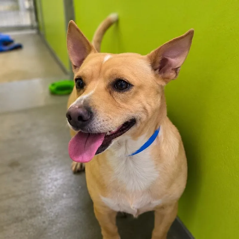 An adult small-sized male Chihuahua dog named Taco Bell for adoption in San Jacinto, CA
