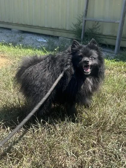 An adult small-sized male Pomeranian dog named Tommy for adoption in Yellville, AR