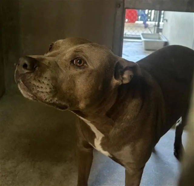 A young large-sized female Pit Bull Terrier dog named Roxanne for adoption in San Bernardino, CA