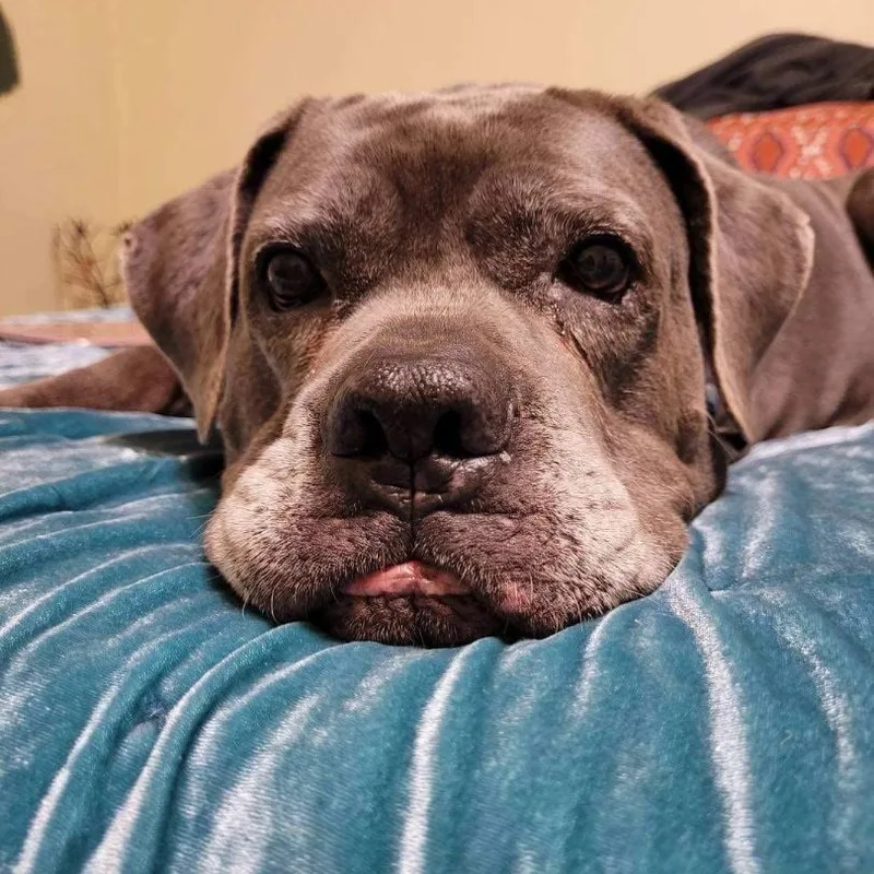 Rosalita thumbnail 4