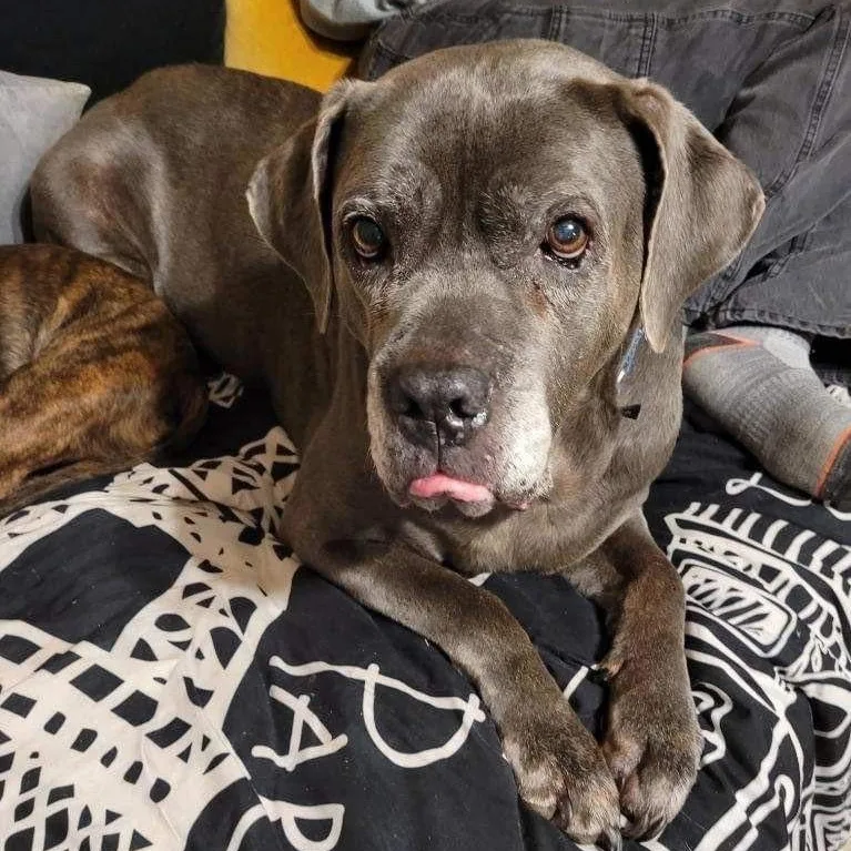 Rosalita thumbnail 5