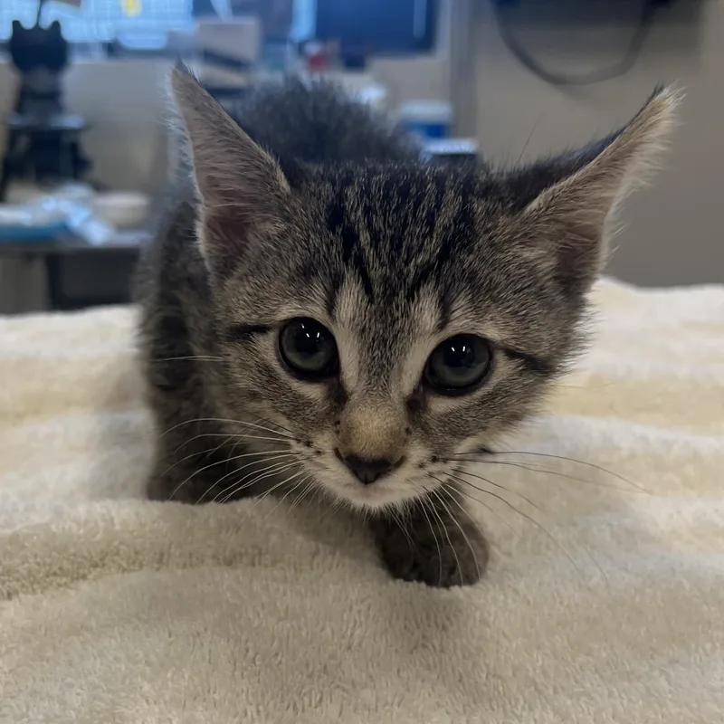A baby small-sized female Brown / Chocolate Domestic Short Hair cat named Porshe for adoption in Hinsdale, IL