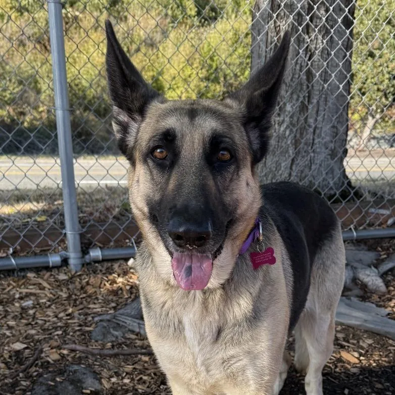 An adult large-sized female German Shepherd Dog dog named Chloe for adoption in Tacoma, WA